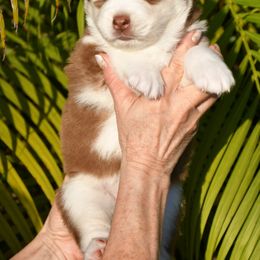Zafira - Siberian Husky puppy from Blue Moon Huskies