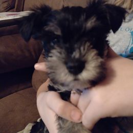 Miniature Schnauzer Puppies from Sky & Ivy Farms