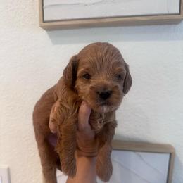 Cookie - Red female Cavapoo puppy in Sacramento County, California from Sac-Town Poodles and Doodles