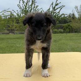 Silken Windhound Puppies from Luminous Silken Windhounds