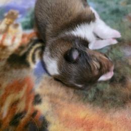 Aramis - Sable and white male Shetland Sheepdog puppy in Lake Cumberland Area, Kentucky from Whitehaven Farm Shelties