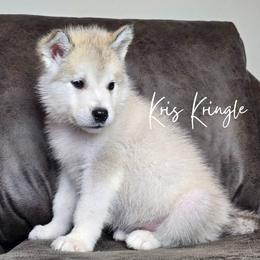 Kris Kringle - Sable and white male Alaskan Malamute puppy in Brookwood, Alabama from Sunset Malamutes