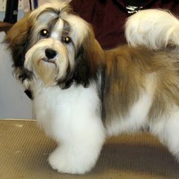 Havanese from Kimbriel