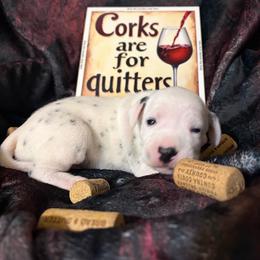 Merlot - White and black female Dalmatian puppy in Claremore, Oklahoma from Lotsofdots Dalmatians