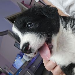 Australian Shepherd Puppies from Cali's Australian Shepherds