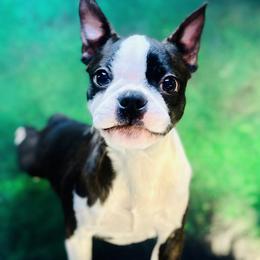 Boston Terrier All Grown Up from Green Acre Boston Terriers
