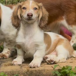Hermione - Piebald female Dachshund puppy in Alice, Texas from Crimson’s longhair Dachshunds