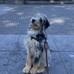 Aussiedoodle and Australian Shepherd All Grown Up from Australian Shepherds of C4 Farms
