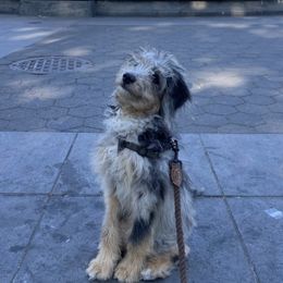 Aussiedoodle and Australian Shepherd All Grown Up from Australian Shepherds of C4 Farms