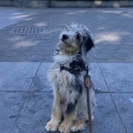 Aussiedoodle and Australian Shepherd All Grown Up from Australian Shepherds of C4 Farms