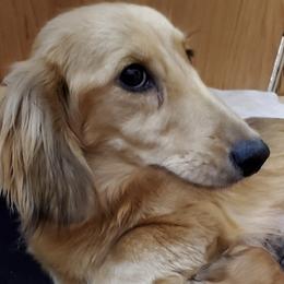 Honey - Dachshund