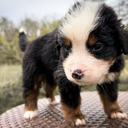 Boy 3 - Tri-color male Bernedoodle puppy in Montrose, Michigan from Livy’s Doodles