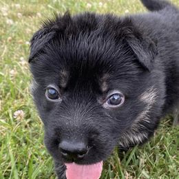 German Shepherds from Paladins Plantation GSDs