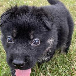 German Shepherds from Paladins Plantation GSDs