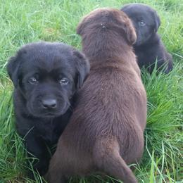 Labrador Retriever Puppies from SciFi Labradors
