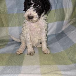 Girl 2 - Parti female Goldendoodle puppy in La Junta, Colorado from Double J’s Doodles