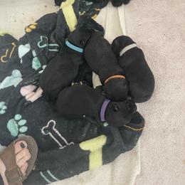 White collar - Black male Scottish Terrier puppy in Brule, Nebraska from Scottyland Yard