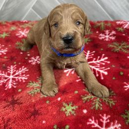 Boy 1 - Red  male Goldendoodle puppy in Millersburg, Ohio from Ohio Puppy Paws