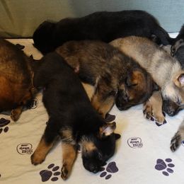 German Shepherd Puppies from Von der Henne K9