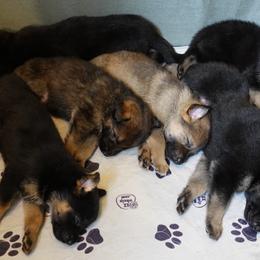 German Shepherd Puppies from Von der Henne K9