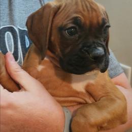 Bertha - Fawn female Boxer puppy in Toledo, Ohio from Julie Wilmore Olympic Boxers