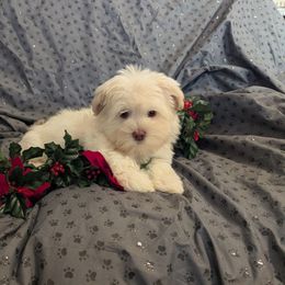GIRL - White female Maltese puppy in Nevada from LAS VEGAS PUPPY