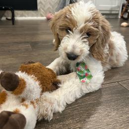 Earth - Parti male Goldendoodle puppy in Camden, North Carolina from Oopsie Doodles of NC