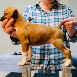 Red - Fawn male Boxer puppy in Butler, Pennsylvania from Schaible's Boxer Huddle