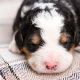 Bernedoodles from Homestead Bernedoodles