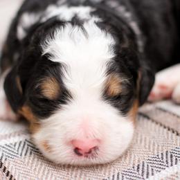 Bernedoodles from Homestead Bernedoodles