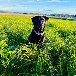 Labrador Retriever puppies from Buena Vista Labradors
