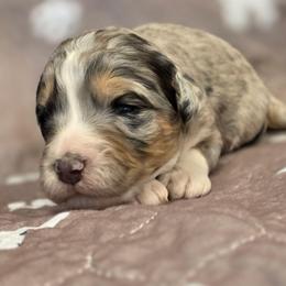 Skye - Merle female Bernedoodle puppy in Shelton, Washington from NW Bernedoodles of Washington
