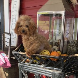 Sally - Poodle