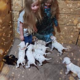 Dalmatian Puppies from Spotty Bottom Dalmatians