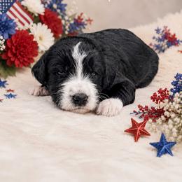 America - Black and white female Bernedoodle puppy in Spartanburg, South Carolina from Southern Magnolia Bernedoodles