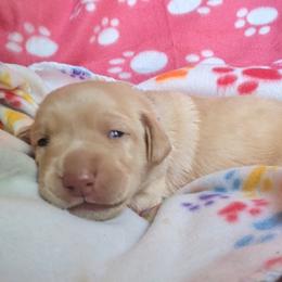 Girl 1 - Yellow Labrador Retriever puppy in Omaha, Nebraska from DeBruin Labrador Retrievers