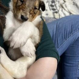 Collie Puppies from Jolly Collies