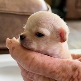 Girl I - Cream and white female Chihuahua puppy in Saint Johns, Florida from Acme Chihuahuas (Cheeky Chis)