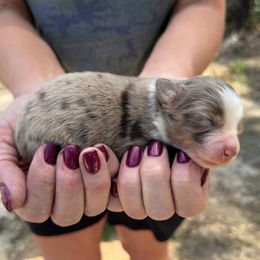 Ginger - Red merle female Miniature Australian Shepherd puppy in Ambrose, Georgia from Brandilyn's Aussies