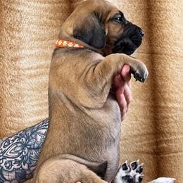 Fable - Fawn female Great Dane puppy in Lebanon, Virginia from North Cedar Danes