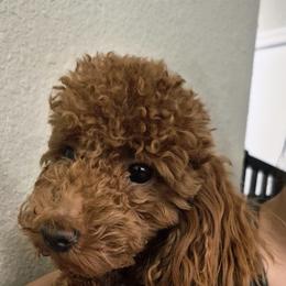 Colada - Red  female Poodle puppy in Chandler, Arizona from Fabi toy Poodle
