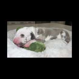 Jolene - Harlequin female Great Dane puppy in Weatherford, Texas from Oak Bend Danes