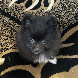 Boy 1 - Black Pomeranian puppy in Florida from Pamispoms