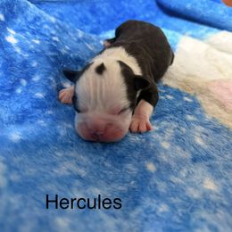 Hercules - Black and white male Boston Terrier puppy in Monroeton, Pennsylvania from Molly & Hailey’s Boston Terrier Pups