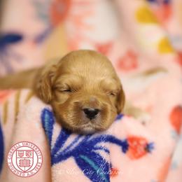 Cornell - Red male Cockapoo puppy in Canastota, New York from Silver City Cockapoos