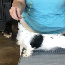 Bam bam - Dachshund