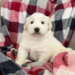 Layla - White female Great Pyrenees puppy in Cedar City, Utah from Forestwood Farms Great Pyrenees