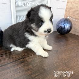 Gizmo - Black and white male Pomsky puppy in Long Grove, Illinois from Windy City Pomsky