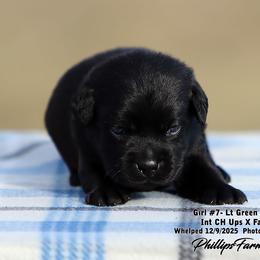 Girl 7 - Black female Labrador Retriever puppy in Point, Texas from Lakylu Kennels