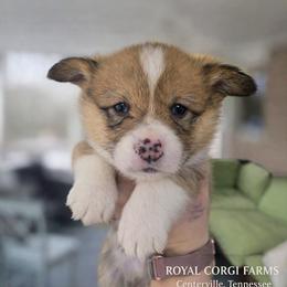 Alvin - Red and white male American Corgi puppy in Centerville, Tennessee from Katerina's American Corgis